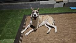 Found/Stray Female Dog last seen Bartow County College And Career Academy, Cartersville, GA 30121