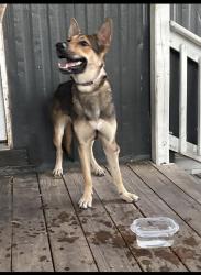 Found/Stray Female Dog last seen Hey 90, San Antonio, TX 78245