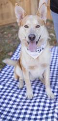 Reunited Male Dog last seen Orange Pike and US 44, Rushville, IN 46173