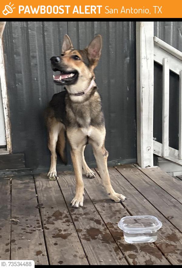 Found/Stray Female Dog last seen Hey 90, San Antonio, TX 78245