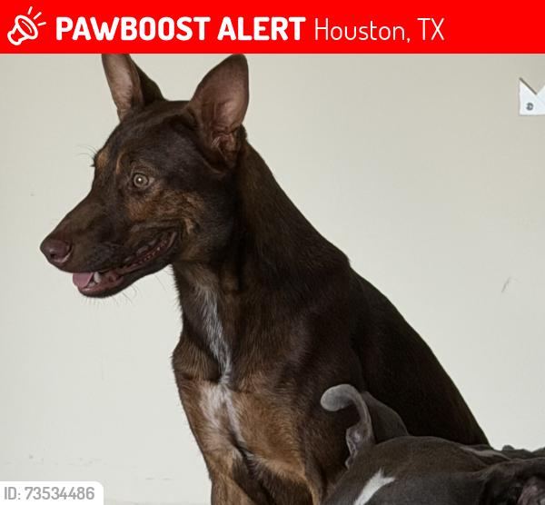 Lost Female Dog last seen Moonrise River ln cypress,tx, Houston, TX 77433