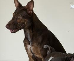 Lost Female Dog last seen Moonrise River ln cypress,tx, Houston, TX 77433