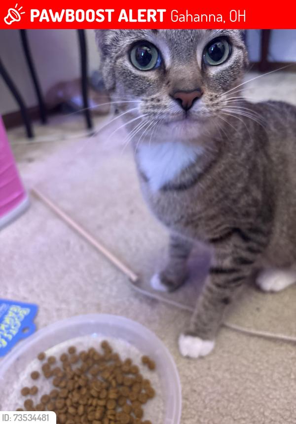 Lost Female Cat last seen oakshade drive, Gahanna, OH 43230