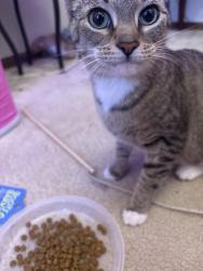 Lost Female Cat last seen oakshade drive, Gahanna, OH 43230