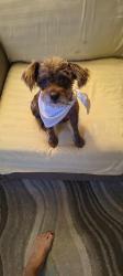 Found/Stray Female Dog last seen East of gun range in Hardin TX, Hardin, TX 77561