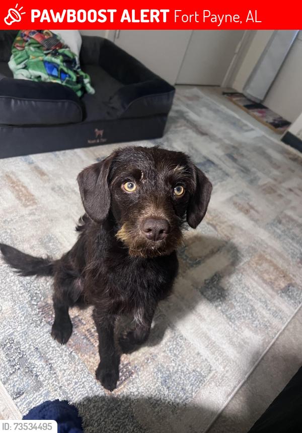 Lost Male Dog last seen Plains Ave, Fort Payne, AL 35967