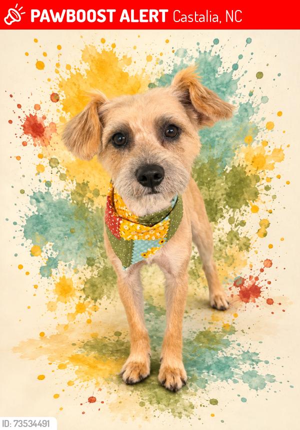 Lost Male Dog last seen Between dollar tree and the family dollar, Castalia, NC 27816