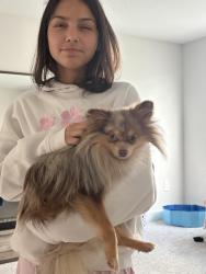 Reunited Male Dog last seen Bb living Wellen Park, Venice, FL 34293