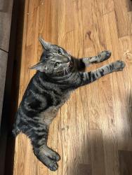 Reunited Male Cat last seen Philip ave/ dill place, The Bronx, NY 10465