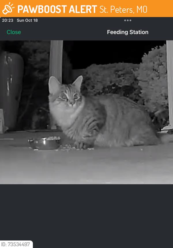 Found/Stray Unknown Cat last seen Jungerman, St. Peters, MO 63376