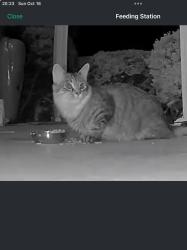Found/Stray Unknown Cat last seen Jungerman, St. Peters, MO 63376
