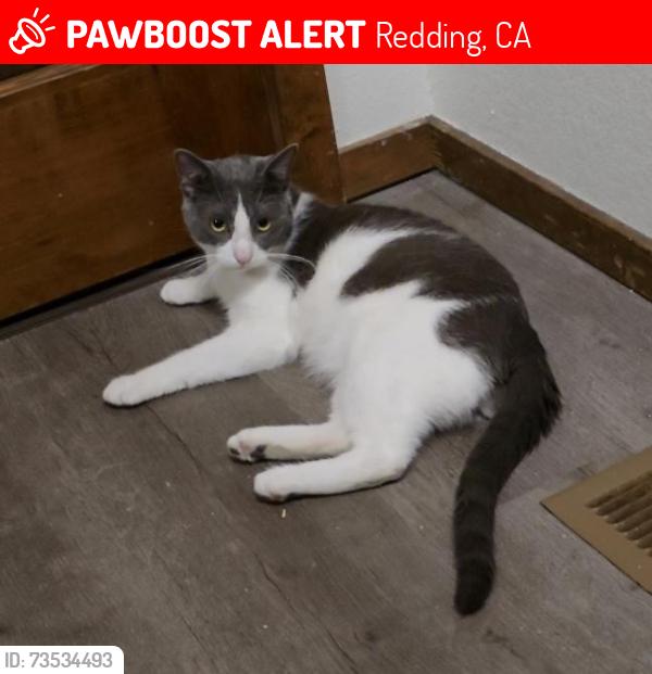 Lost Male Cat last seen Wasatch Drive at Wasatch Court (Placer Pines neighborhood), Redding, CA 96001
