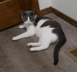 Lost Male Cat last seen Wasatch Drive at Wasatch Court (Placer Pines neighborhood), Redding, CA 96001