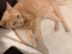 Reunited Male Cat last seen Muirwood Subdivision, Murfreesboro, TN 37128