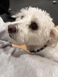 Found/Stray Unknown Dog last seen Pioneer, Millcreek, UT 84109