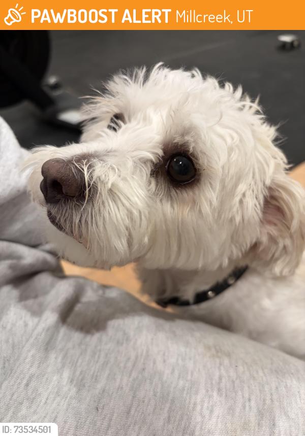 Found/Stray Unknown Dog last seen Pioneer, Millcreek, UT 84109