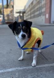 Shelter Stray Female Dog last seen Near 2nd Avenue, Manhattan, NY, 10065, 326 E 110th St, New York, NY 10029, USA