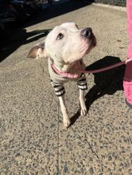 Shelter Stray Male Dog last seen Near Bristol Street, BROOKLYN, NY, 11212, 326 E 110th St, New York, NY 10029, USA