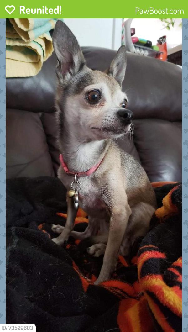 Reunited Female Dog last seen 57th street & Mangrove dr, Loveland, CO 80538