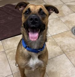 Shelter Stray Female Dog last seen NE 37th and Holman, PORTLAND, OR, 97211, 1700 W Historic Columbia River Hwy, Troutdale, OR 97060, USA