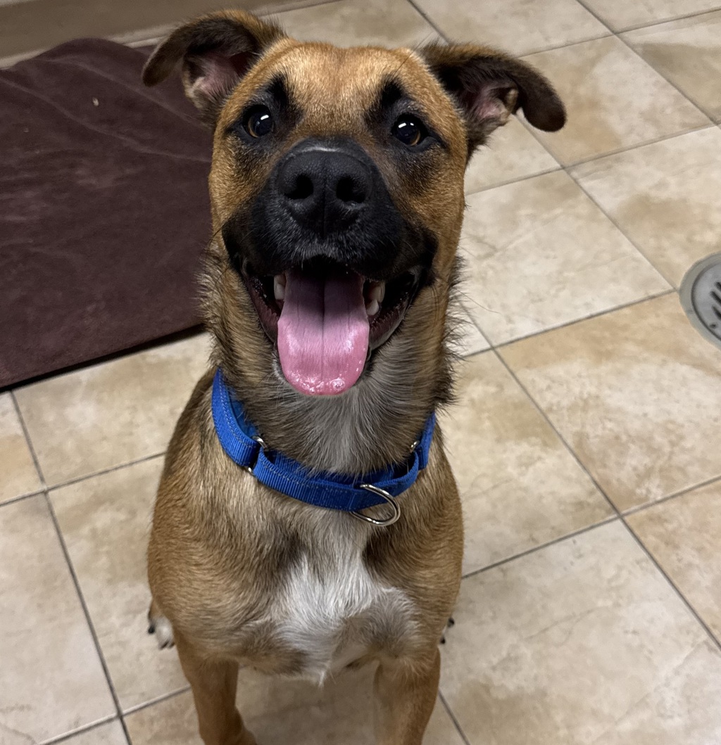 Shelter Stray Female Dog last seen NE 37th and Holman, PORTLAND, OR, 97211, 1700 W Historic Columbia River Hwy, Troutdale, OR 97060, USA