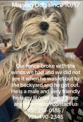 Lost Male Dog last seen Ramona Rd, Lyon, San Jacinto, CA 92582
