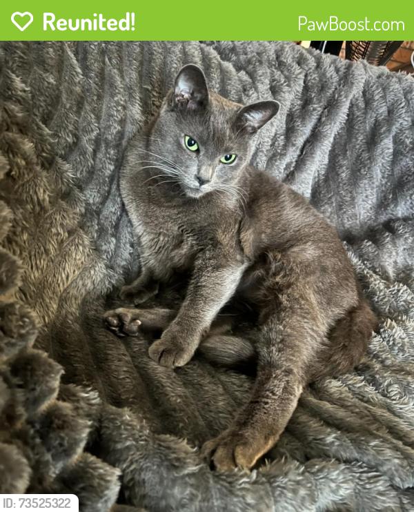 Reunited Male Cat last seen Garnet way, Auburn, CA 95602