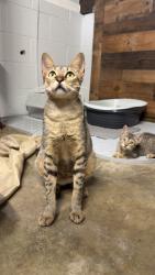 Lost Female Cat last seen Edinburgh road, Emigsville, PA 17406