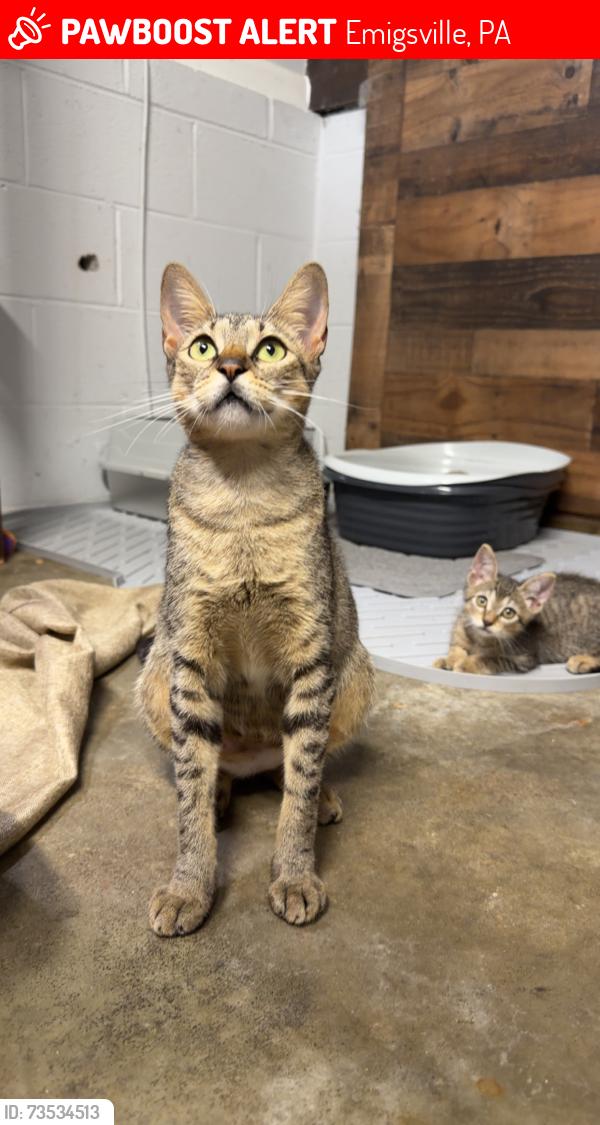 Lost Female Cat last seen Edinburgh road, Emigsville, PA 17406