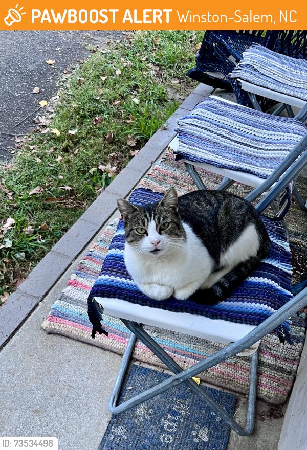 Found/Stray Female Cat last seen Vargrave off of 52, Winston-Salem, NC 27127