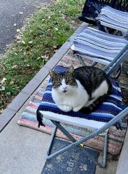 Found/Stray Female Cat last seen Vargrave off of 52, Winston-Salem, NC 27127
