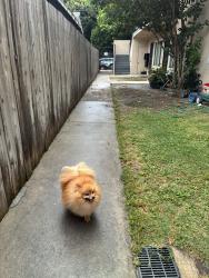 Lost Male Dog last seen Walnut Avenue and East 7th Street, Long Beach, CA 90813, Long Beach, CA 90813