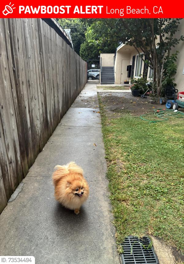 Lost Male Dog last seen Walnut Avenue and East 7th Street, Long Beach, CA 90813, Long Beach, CA 90813