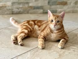 Lost Male Cat last seen Union Park Dr and Westgreen, Houston, TX 77450