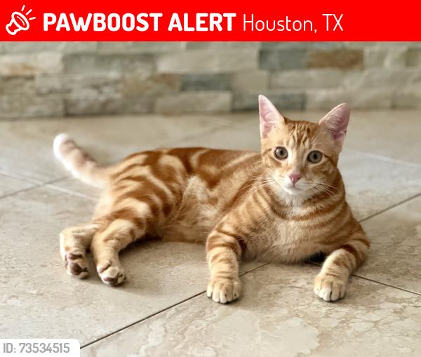 Lost Male Cat last seen Union Park Dr and Westgreen, Houston, TX 77450