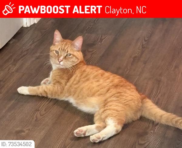 Lost Male Cat last seen Amelia Church Rd, Clayton, NC 27520