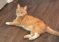 Lost Male Cat last seen Amelia Church Rd, Clayton, NC 27520