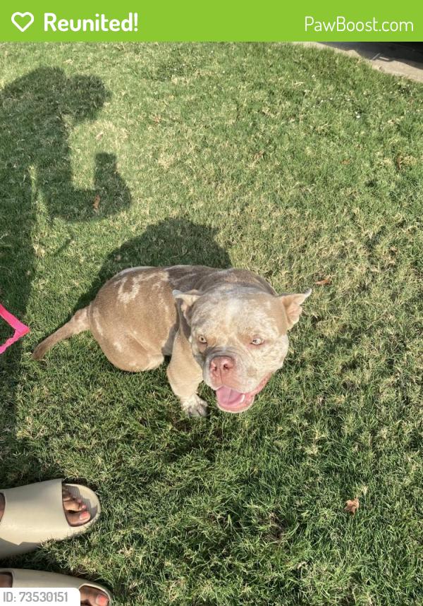 Reunited Female Dog last seen 21st and Garnett, Tulsa, OK 74129