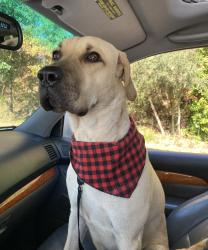 Lost Male Dog last seen Old Central Road, Central, SC 29630