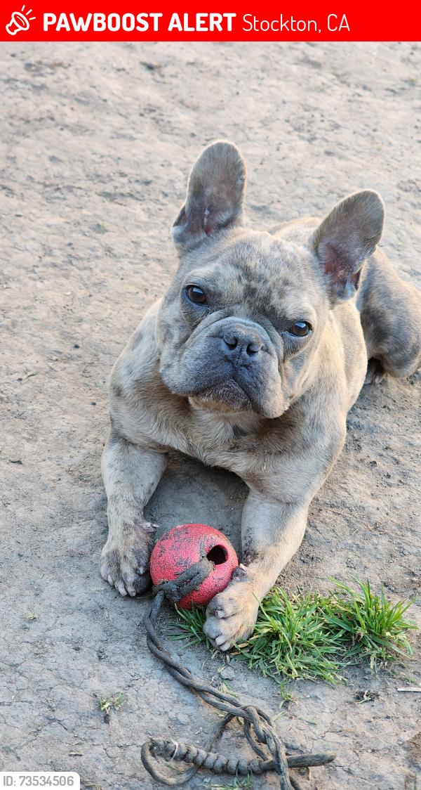 Lost Male Dog last seen Micheal Ave, Stockton, CA 95206