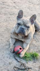 Lost Male Dog last seen Micheal Ave, Stockton, CA 95206