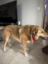Reunited Female Dog last seen Sw homeland rd, Port St. Lucie, FL 34953