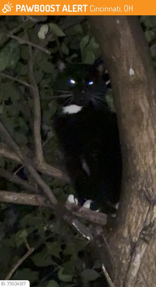 Found/Stray Unknown Cat last seen Muddy creek area by faycrest st, Cincinnati, OH 45238