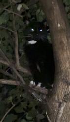 Found/Stray Unknown Cat last seen Muddy creek area by faycrest st, Cincinnati, OH 45238