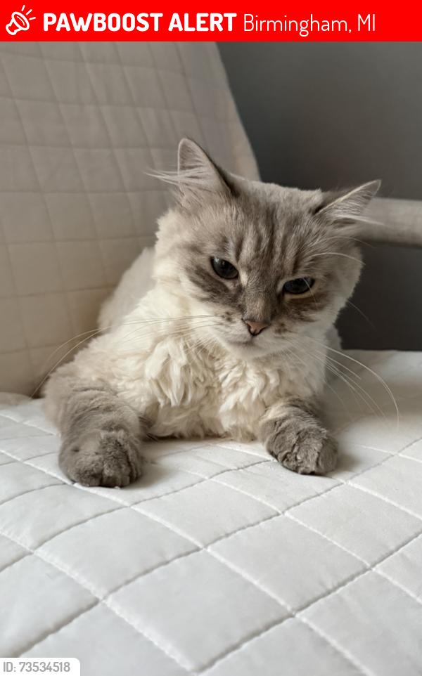Lost Male Cat last seen Derby Rd, Troy Mi, Usa, Birmingham, MI 48084