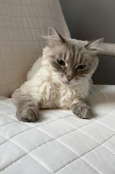 Lost Male Cat last seen Derby Rd, Troy Mi, Usa, Birmingham, MI 48084