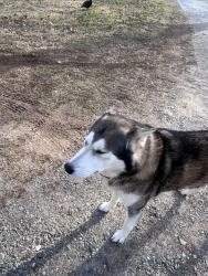Reunited Male Dog last seen The Greens at Hendersonville, Laurel Park, NC 28792