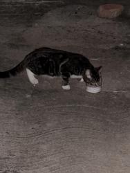 Found/Stray Unknown Cat last seen Appleton and Madison road, Cincinnati, OH 45209