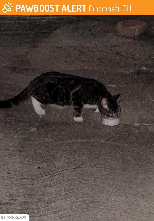 Found/Stray Unknown Cat last seen Appleton and Madison road, Cincinnati, OH 45209