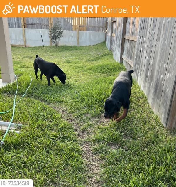 Found/Stray Unknown Dog last seen Panorama Village Conroe TX, Conroe, TX 77304